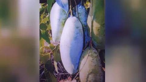 “มะม่วงเขียวสามรส” ราคาดีใหญ่ดกทะวาย