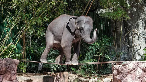 WAP ชี้ ไทยติดปางช้างในเอเชียเลี้ยงห่วย