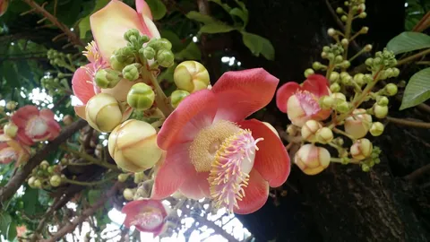 เปิดภาพ ดอกสาละลังกา ที่ ร.10 ทรงปลูกเมื่อ 30 ปีก่อน ชูช่องามสะพรั่ง  