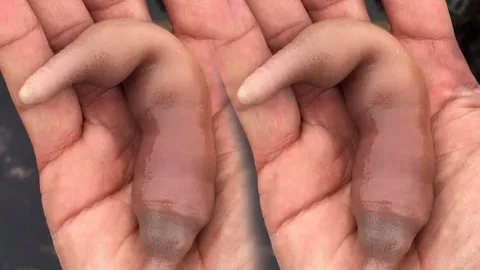 นี่ตัวอะไร? แพทย์ไขข้อสงสัย แท้จริงแล้วเสริมพลังเพศจริงหรือ? (ชมคลิป)