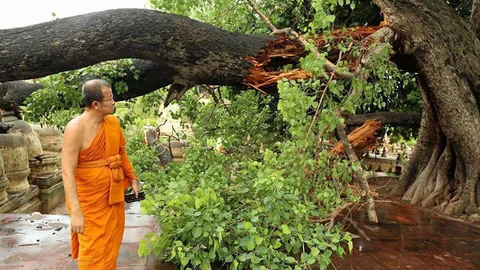 ลมฝนกระหน่ำ! ต้นโพธิ์อายุกว่า 100 ปีข้างพุทธคยาอินเดียโค่น