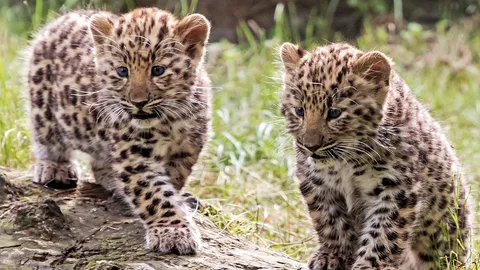 พี่น้องสองเสือ