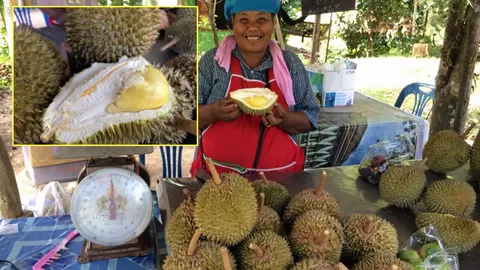 ชวนไปกินฟรี ทุเรียนคลองแสง มรดกตกทอดนับร้อยปี อีกหนึ่งของดีสุราษฎร์ 