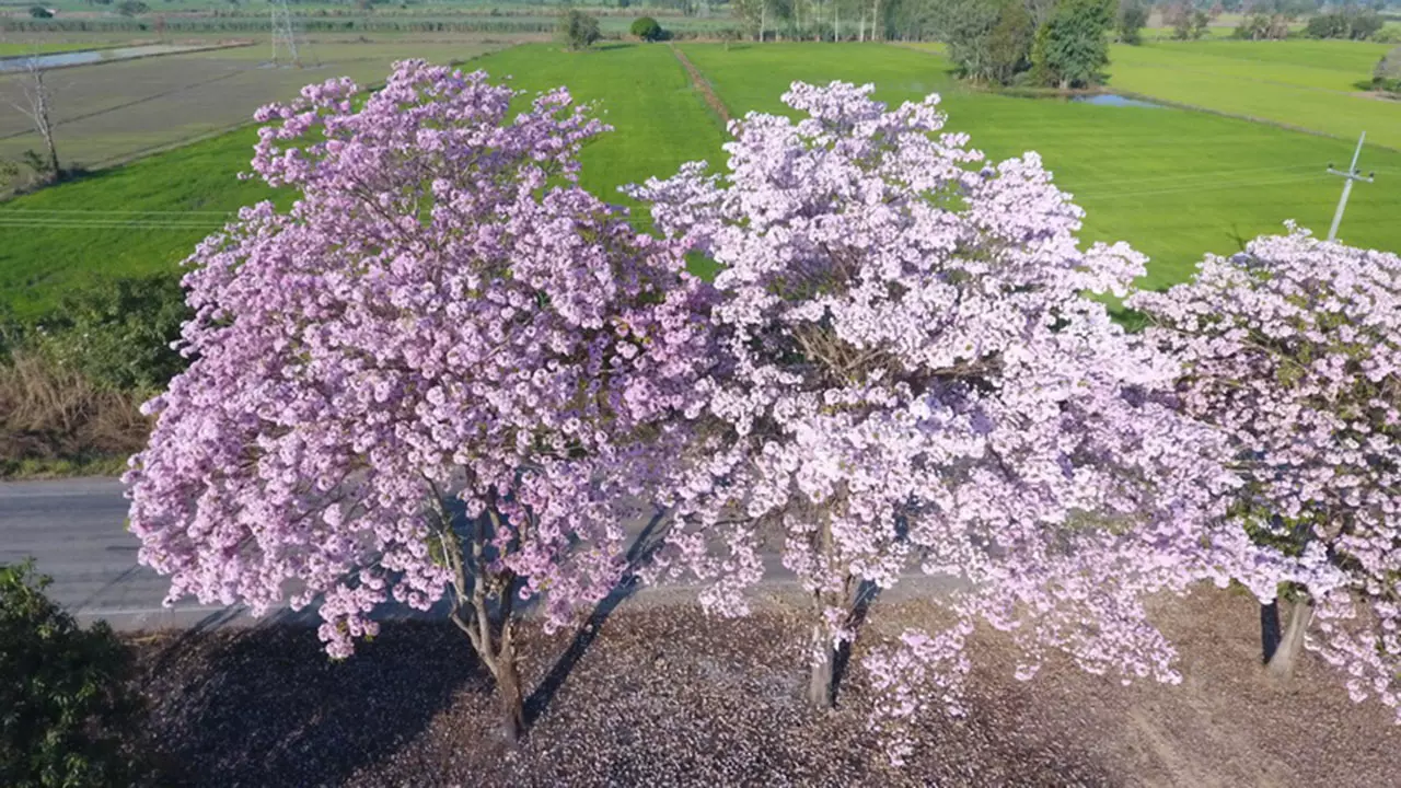 สวยงามตลอดถนน นทท.แห่ถ่ายรูป ดอกชมพูพันธุ์ทิพย์บานที่กำแพงเพชร