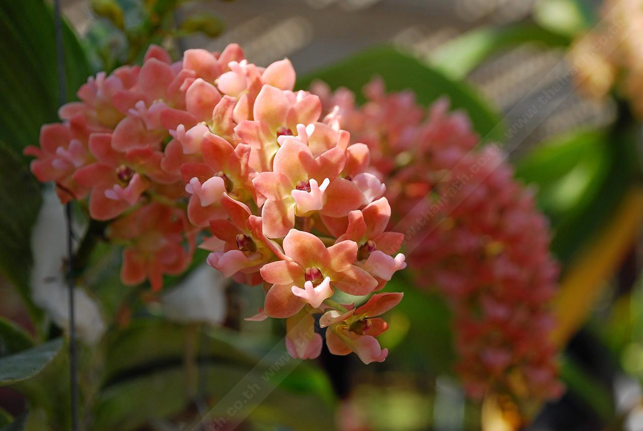 ช้างส้ม