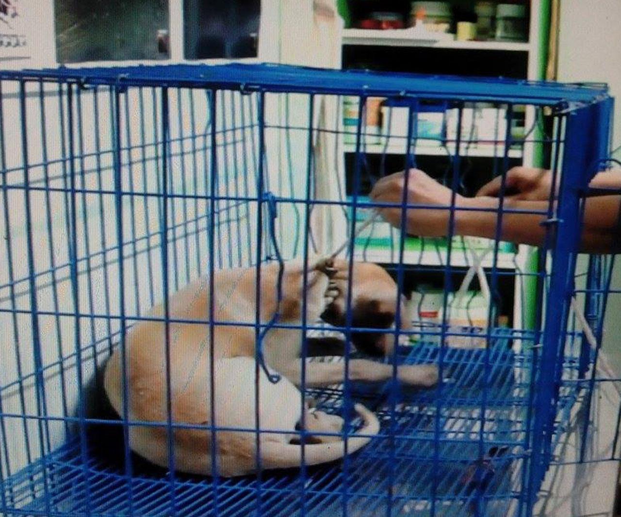 นำสุนัขที่ได้รับการช่วยเหลือ ส่งสัตวแพทย์รักษา