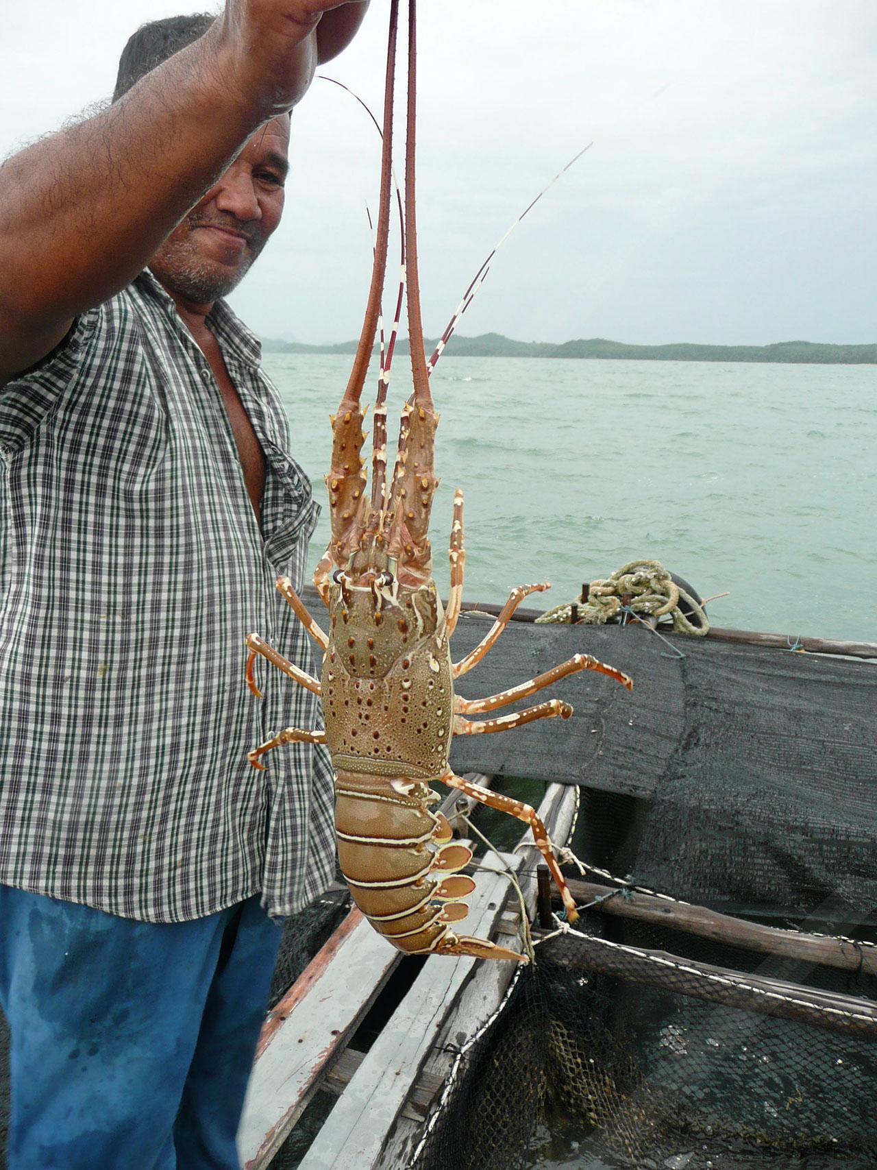 กุ้งมังกรเลน