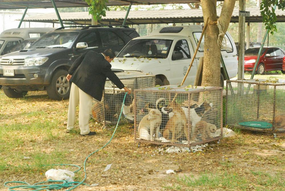 จ.มหาสารคาม กำหนดเขตโรคระบาดชั่วคราว โรคพิษสุนัขบ้า