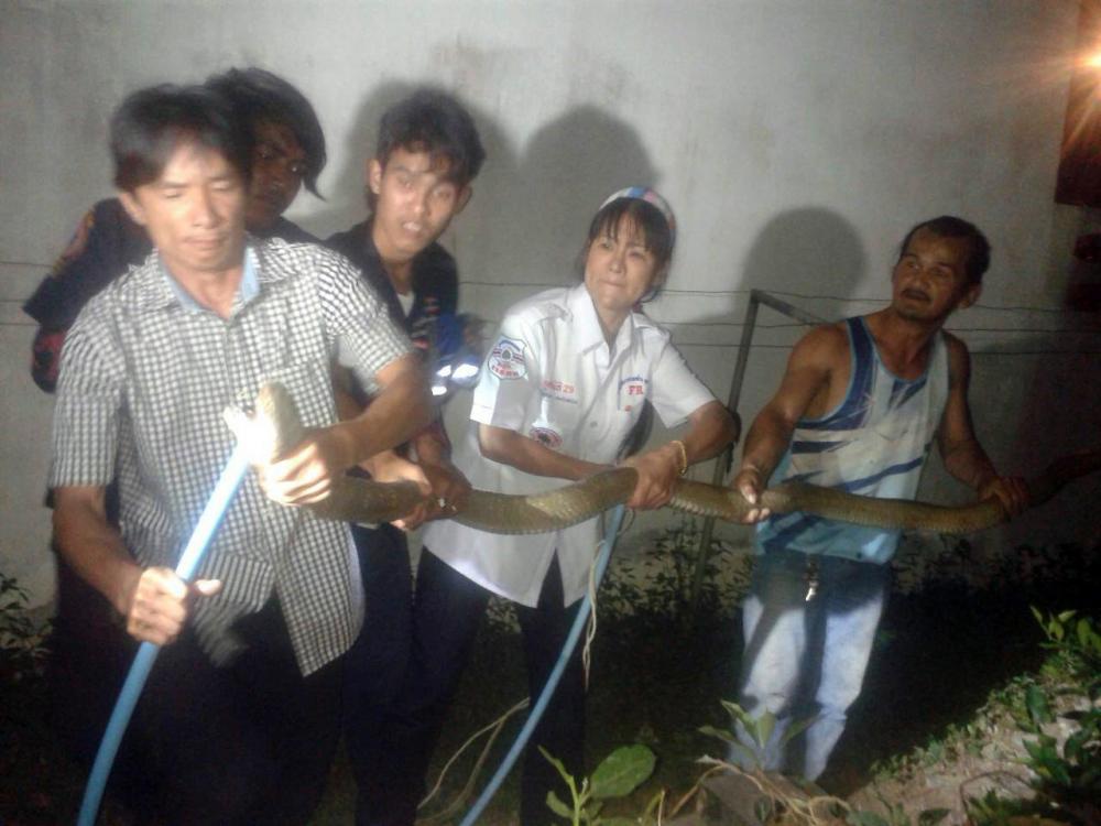เหล่าเจ้าหน้าที่กู้ภัยมาช่วยกันจับงูจงอาง