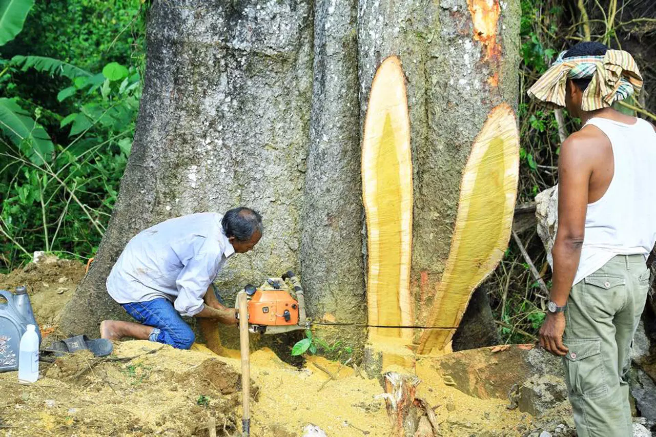 สุดอาลัยโค่นมะหาด ศิลปะธรรมชาติสร้าง ต่อลมหายใจมนุษย์ได้อีก 30 ปี