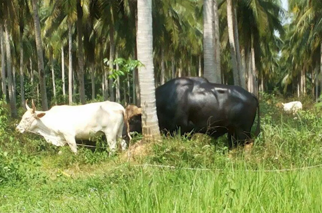 ยืนยัน ‘กระทิงแดง‘ หากินป่ากุยบุรี ส่วนชุมพรให้ ‘กระทิงโทน’ อยู่ต่อ  