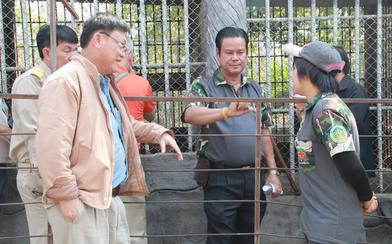 ตรวจเสือโคร่ง 'วัดป่าหลวงตาบัว' พบออกลูกเพิ่มเป็น 144 ตัว!