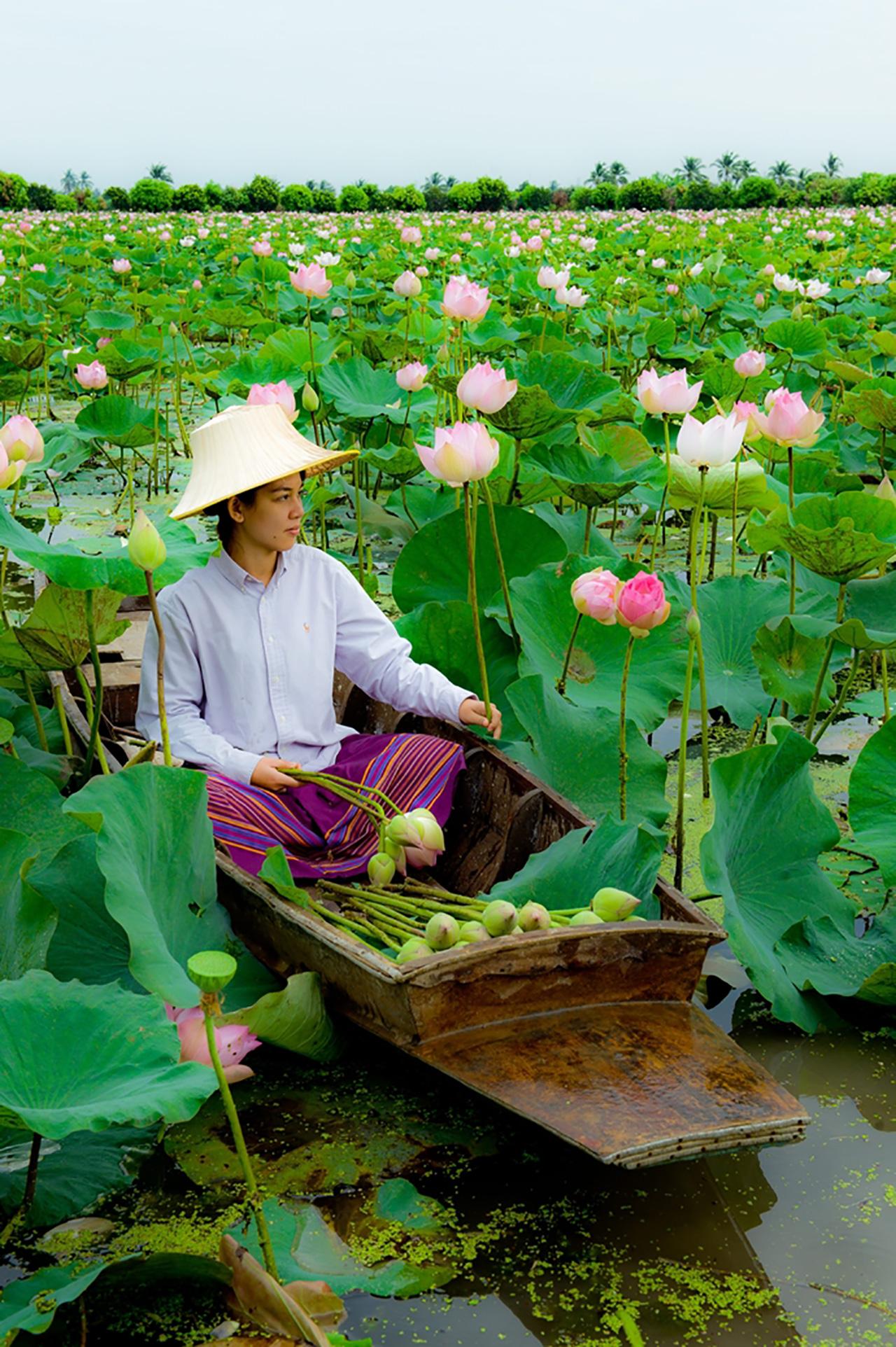 นาดอกบัวสวยงาม