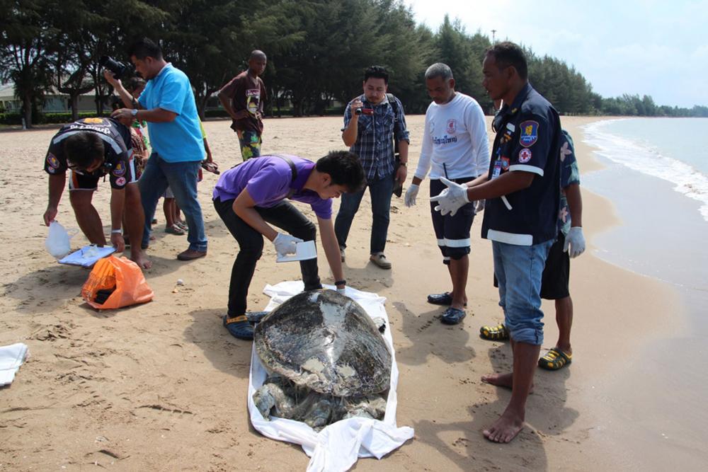 ซากแม่เต่าตนุยักษ์เกยหาดแหลมสิงห์