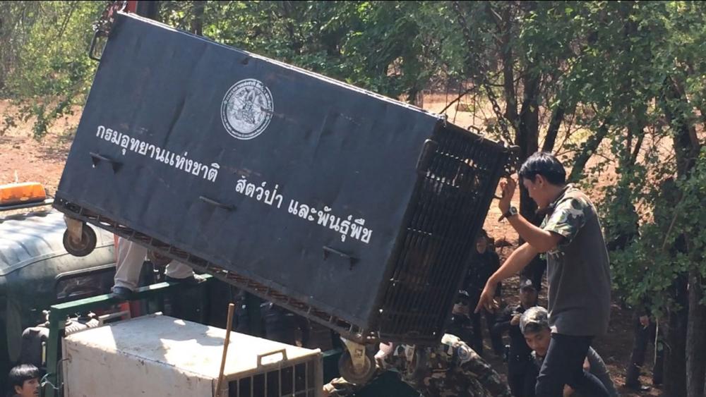 จนท.กรมอุทยานฯ แข่งกับเวลา ในการย้ายหมีออกจากวัด