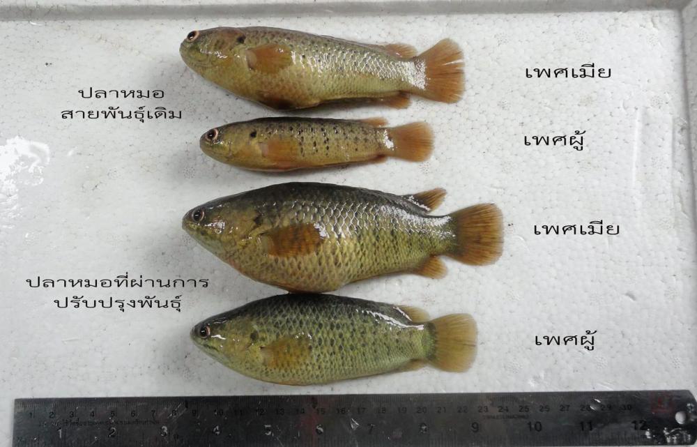 ปลาหมอแต่ละขนาด