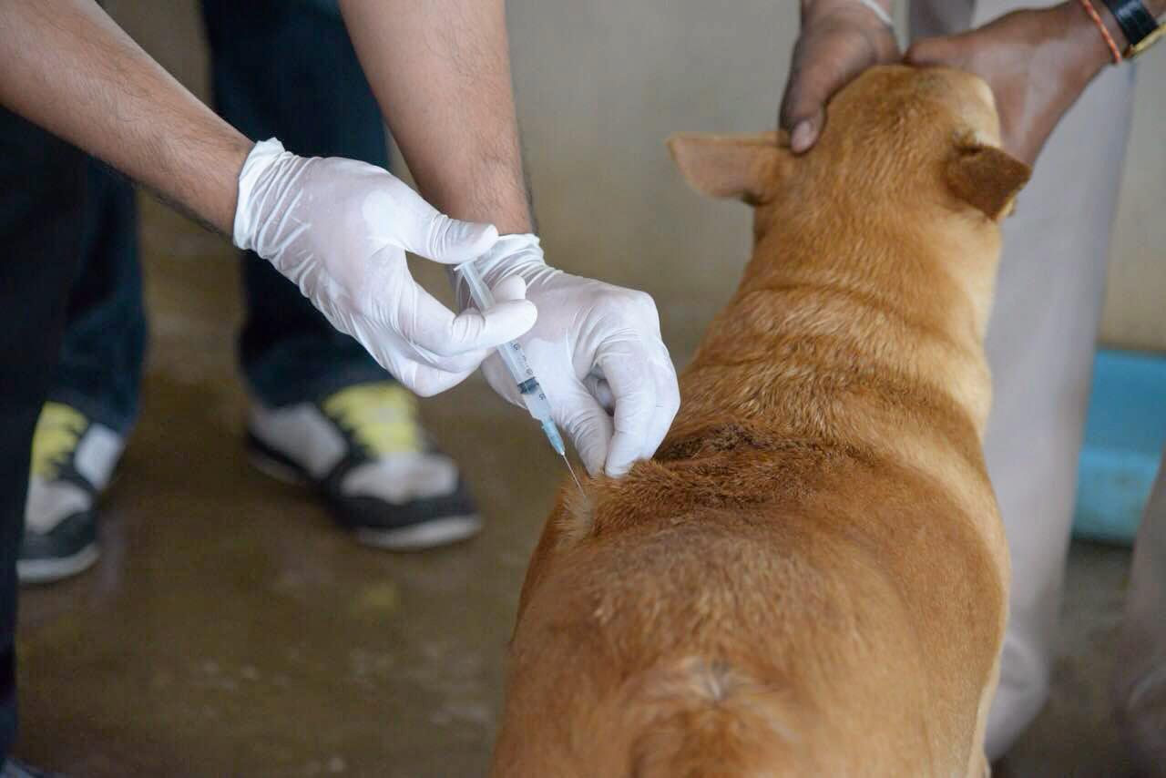 ฉีดวัคซีนให้น้องหมา