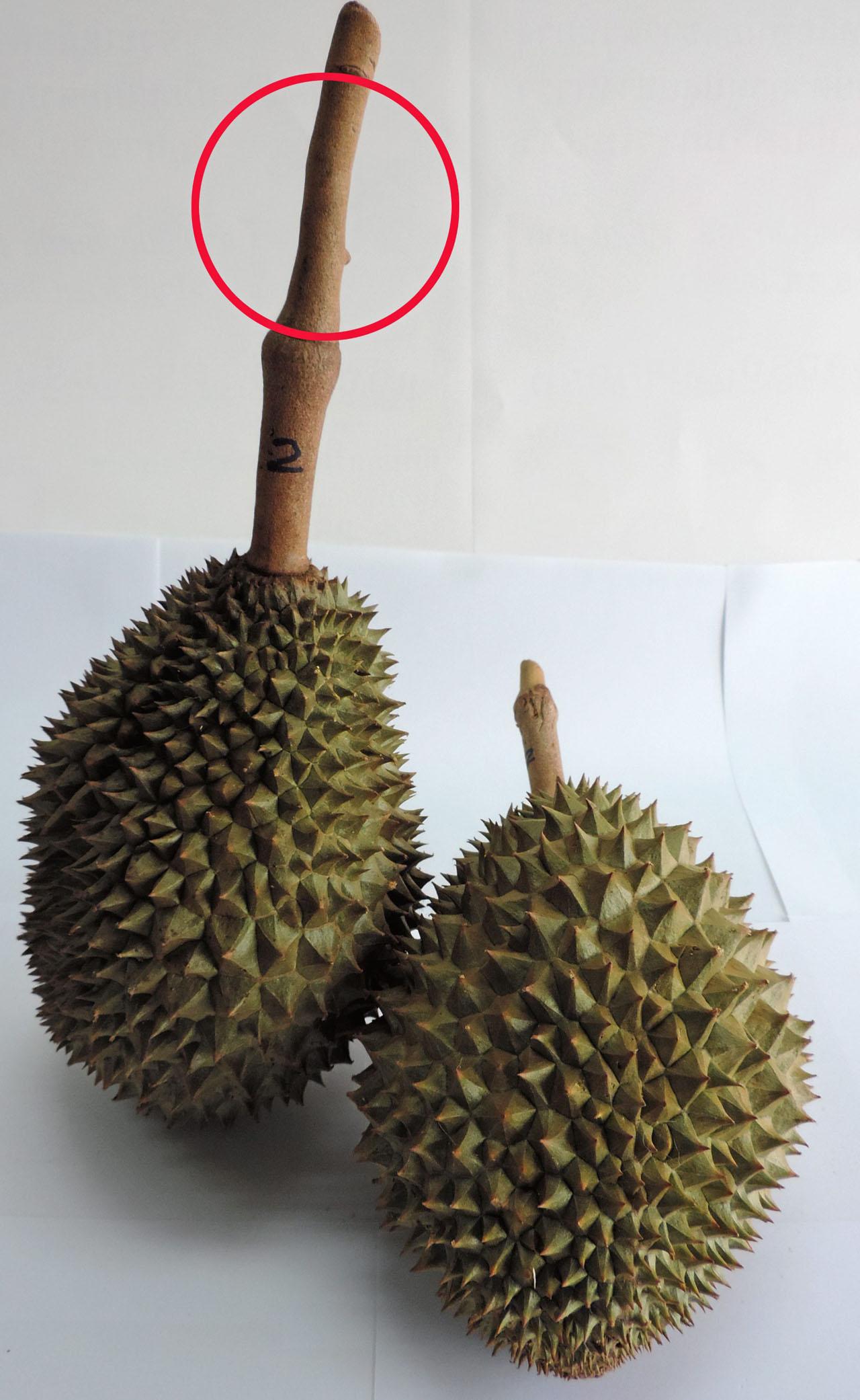 ปลิงทุเรียน (ส่วนที่อยู่ในวงกลม)