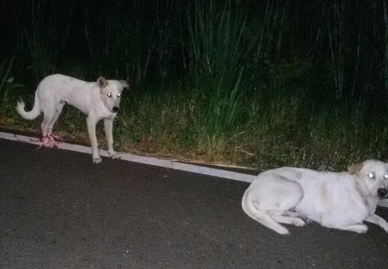 น้องหมา 2 ตัว ถูกมัดเท้า ทิ้งกลางถนน