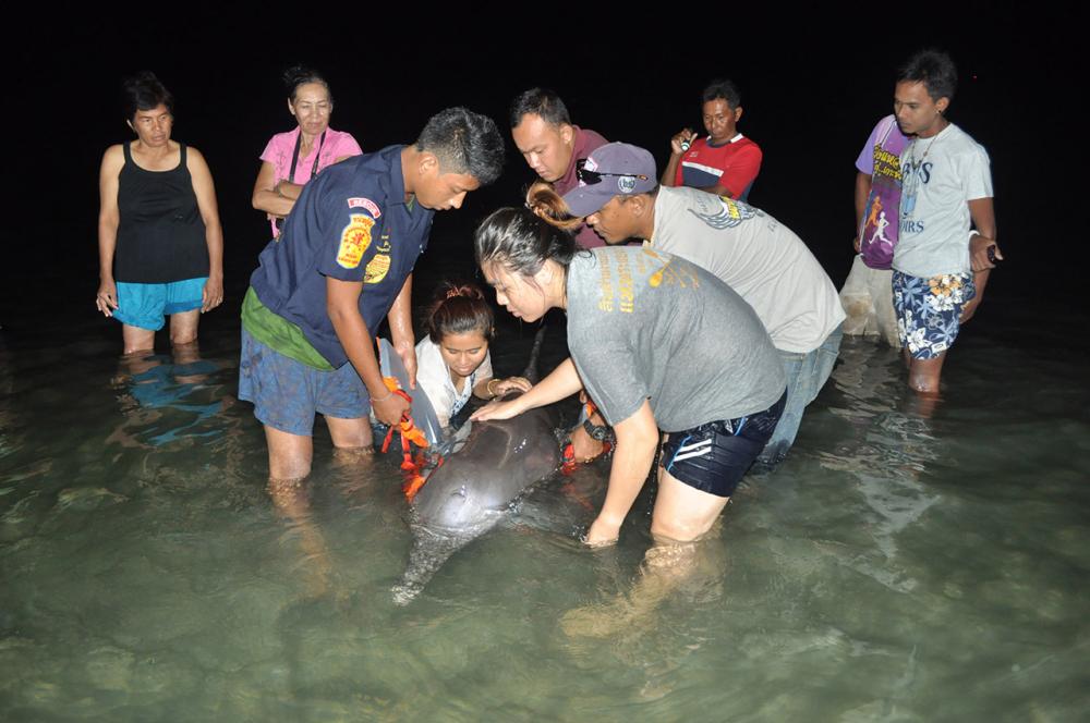 พบโลมาตัวเดิมเกยตื้นอีกครั้งในช่วงดึก