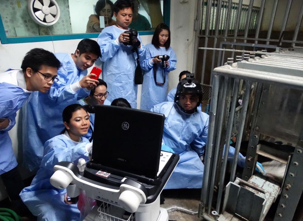 ทีมงานวิจัยหมีแพนด้า กำลังตรวจสอบ ยืนยันการตั้งท้องที่2 ของหลินฮุ่ย
