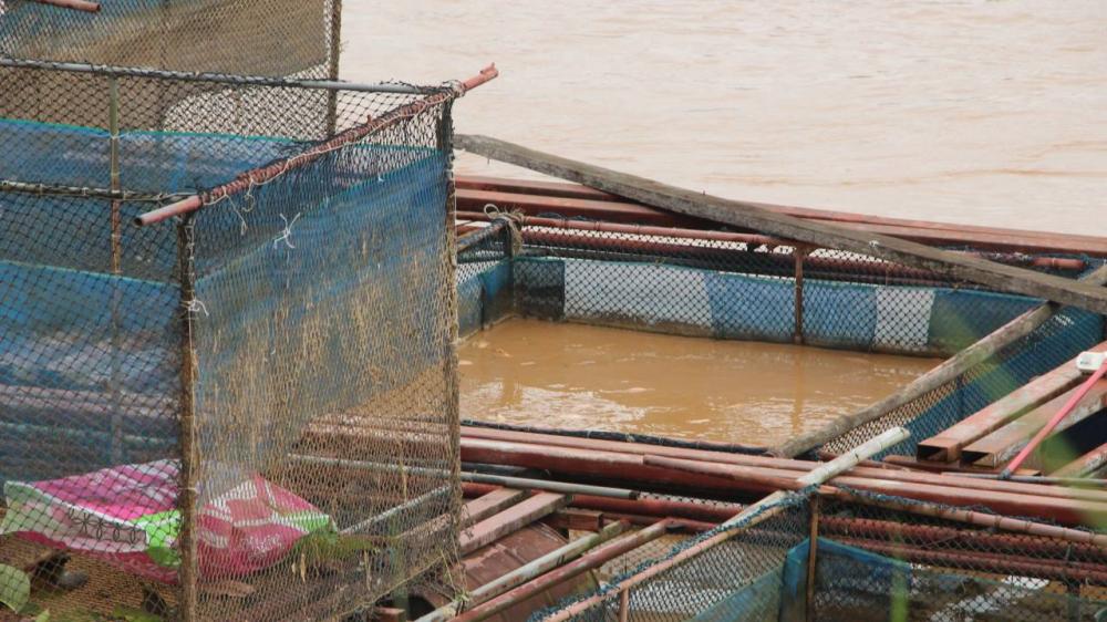 กระชังปลาในลำน้ำโขงที่ประสบปัญหาปลาลอยใกล้ตาย เพราะขาดออกซิเจน