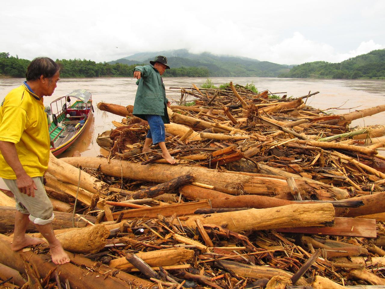 ท่อนซุงที่ไหลมาตามลำน้ำโขง หลังฝนตกต่อเนื่อง ชาวบ้านนำไปขายสร้างรายได้เสริม