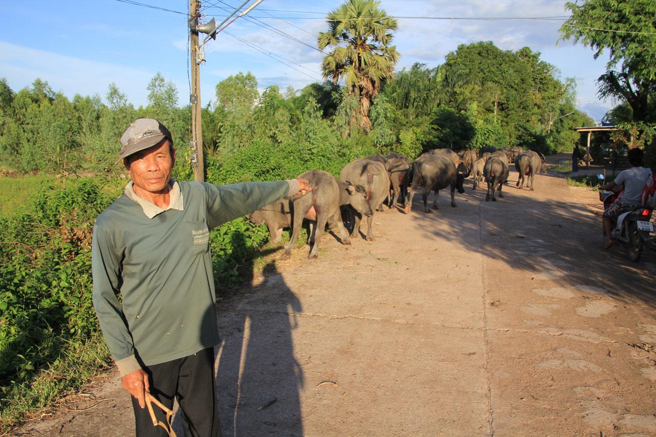 ชาวบ้าน นครพนม ต้องเร่งอพยพสัตว์เลี้ยงขึ้นที่สูง หลังน้ำในแม่น้ำสงครามกำลังจะเอ่อเข้าท่วม