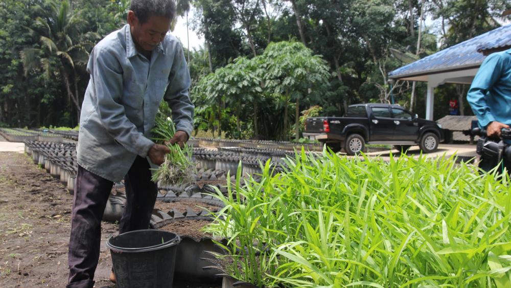 เกษตรกรชาวสวนยางใน จ.สุราษฎร์ธานี ปลูกผักบุ้งจีนในล้อยางรถยนต์