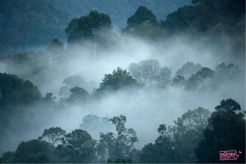 สายหมอกยามเช้าในแนวป่า อุดมสมบูรณ์จริงๆ