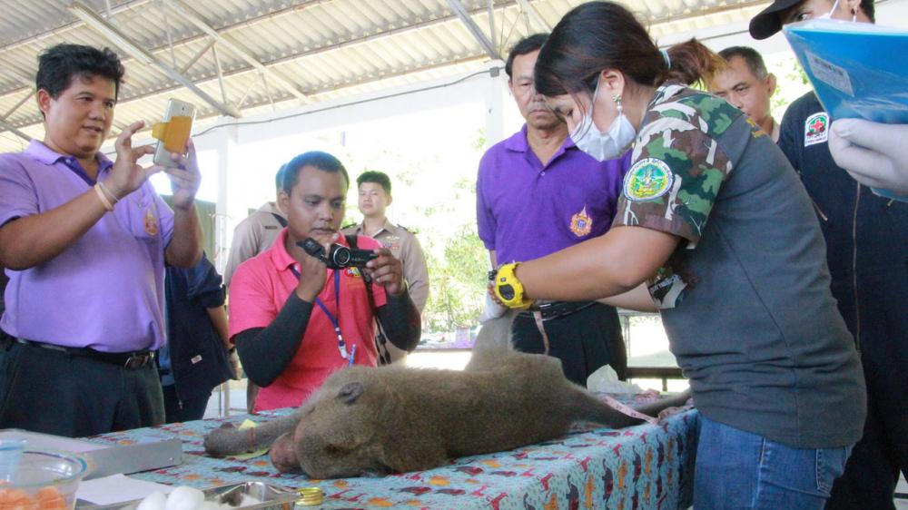 สัตว์แพทย์ดำเนินการทำหมันควบคุมจำนวนประชากรลิงแสม