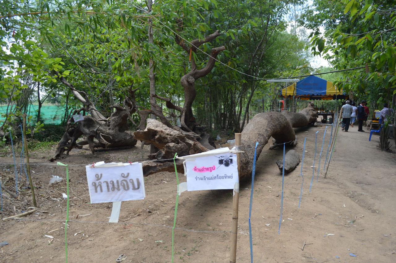 ต้นตะเคียน ที่คนทรงอ้างว่ามีเจ้าแม่ตะเคียนสิงอยู่ มีอายุนับพันปี