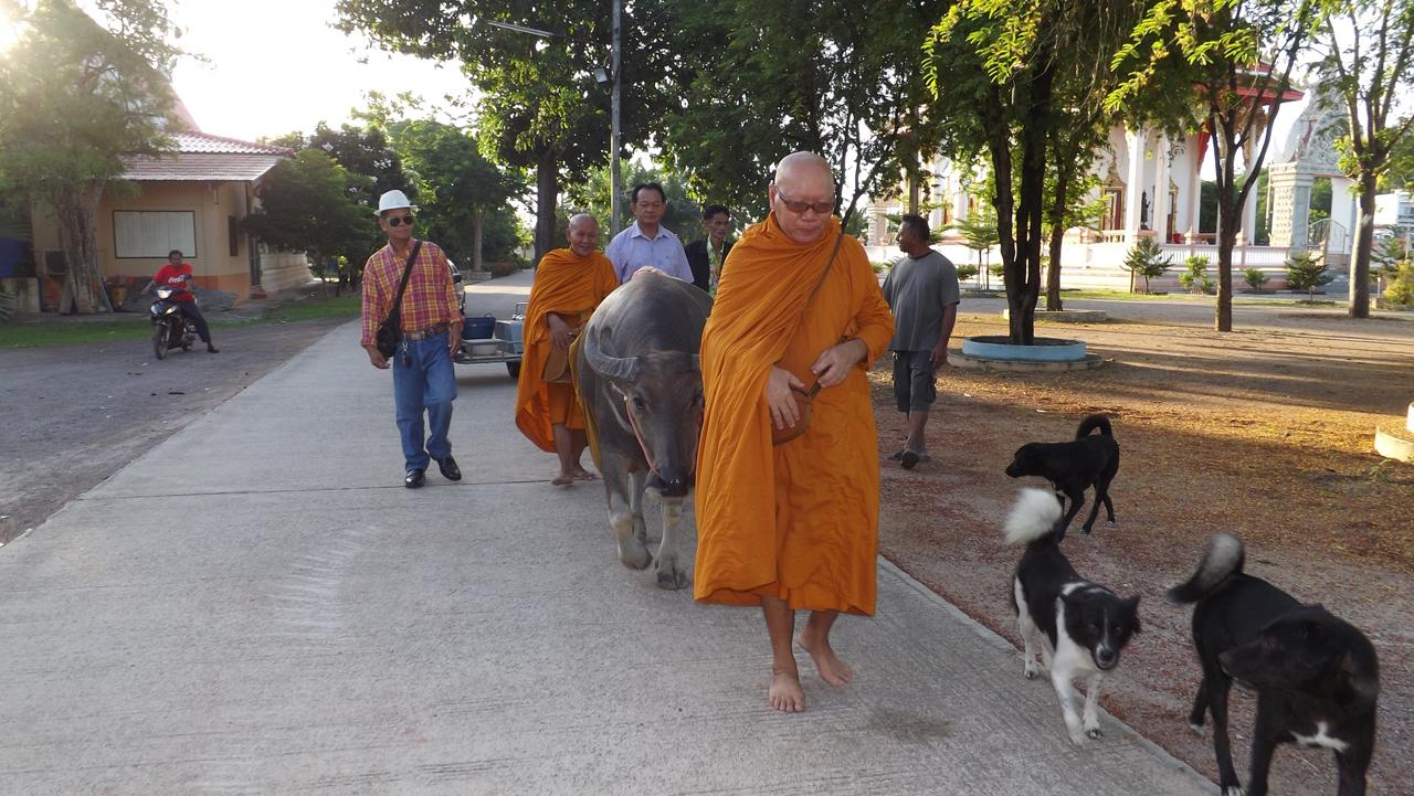 บัวเงิน สะพายย่ามใส่ของเดินตามหลวงพ่อไปบิณฑบาตรในวันพระใหญ่