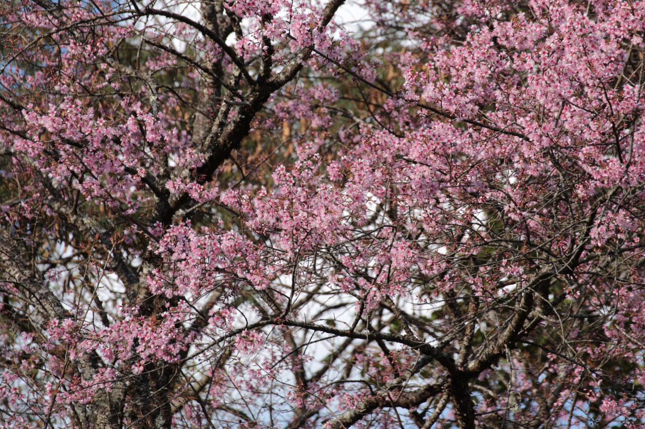 สีชมพูบานสะพรั่ง