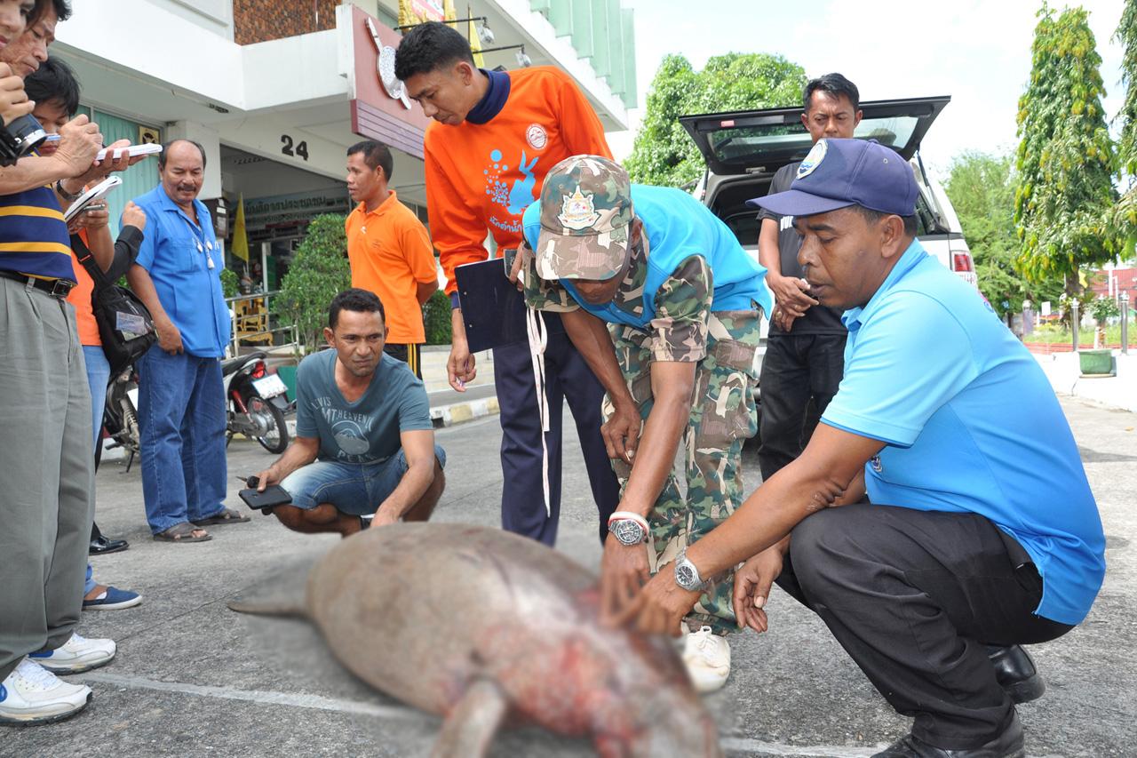 เจ้าหน้าที่เข้าตรวจสอบซากพะยูนเพศเมีย อายุประมาณ 3-4 ปี ยาว 167 ซม.