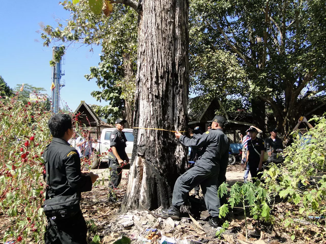 ลอบกานไม้-ต้นสักใหญ่! ป่าแม่ยวมฯ ให้ยืนต้นตาย เพื่อยึดพื้นที่