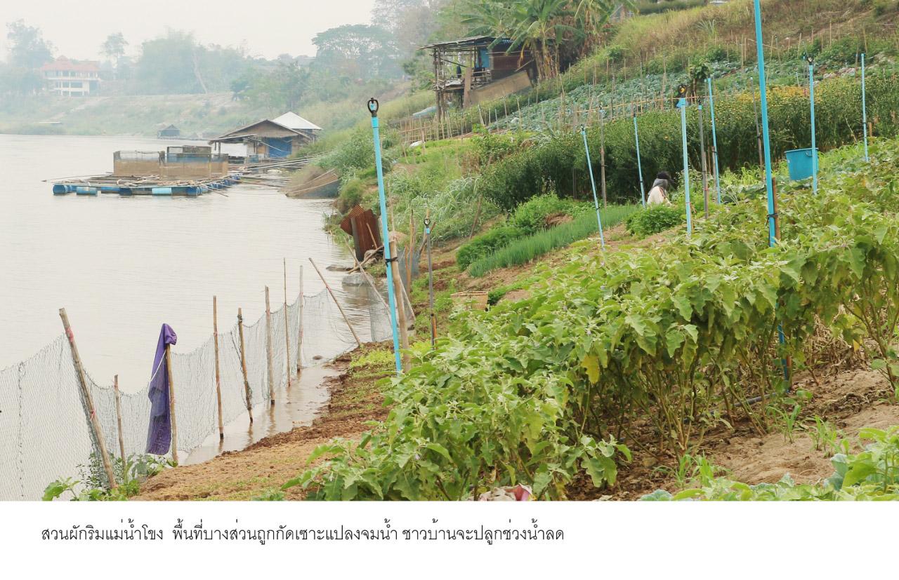 ชาวบ้านที่เคยปลูกผักริมน้ำโขงก็ได้รับผลกระทบ