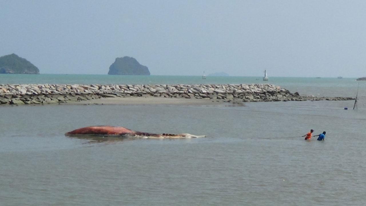 ซากวาฬบรูด้า ที่พบอยู่หลังเกาะพิง หน้าอ่าวคลองวาฬ