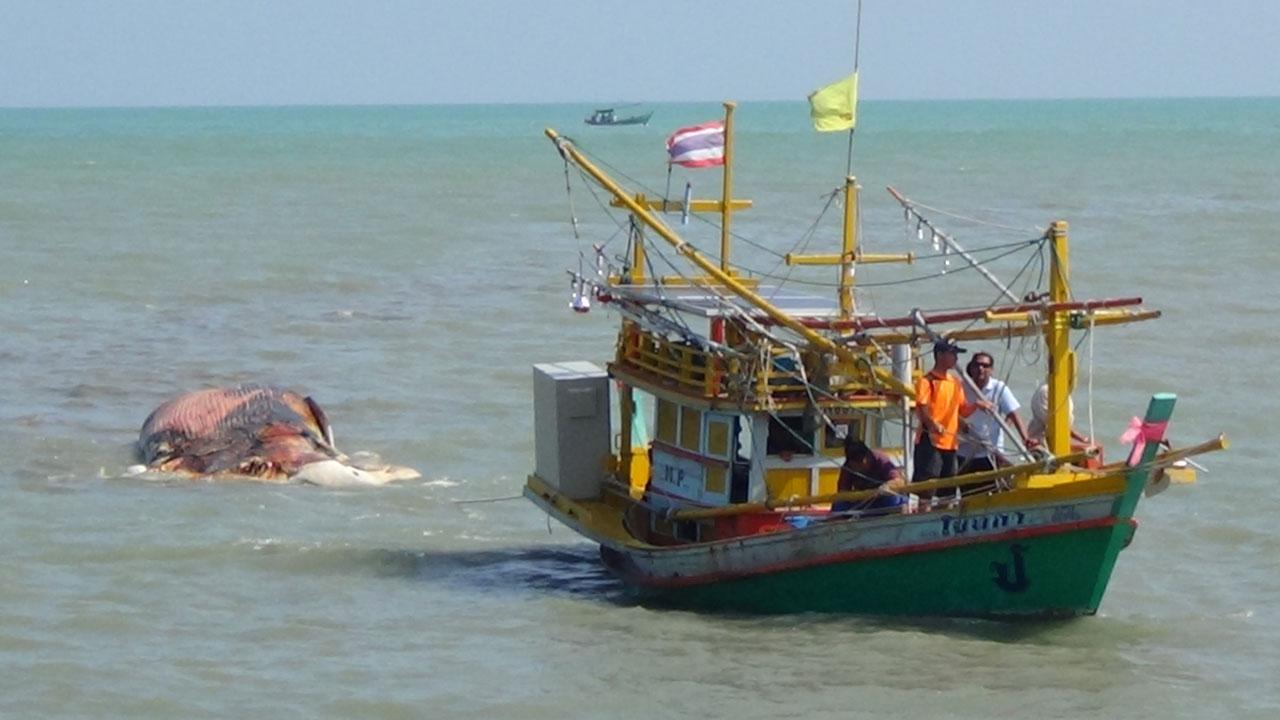 เรือตรวจการณ์ของศูนย์วิจัยทางทะเลและชายฝั่ง ลากซากวาฬ กลับเข้าสู่าฝั่ง