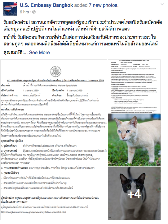 สถานทูตสหรัฐ รับสมัครเจ้าหน้าที่ฝ่ายสวัสดิภาพแมว เนียนมาก!