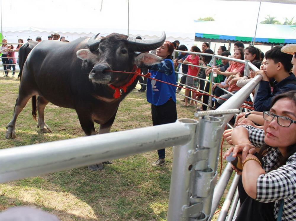 'ใบหยก' ควายไทยมูลค้า5ล้านบาท