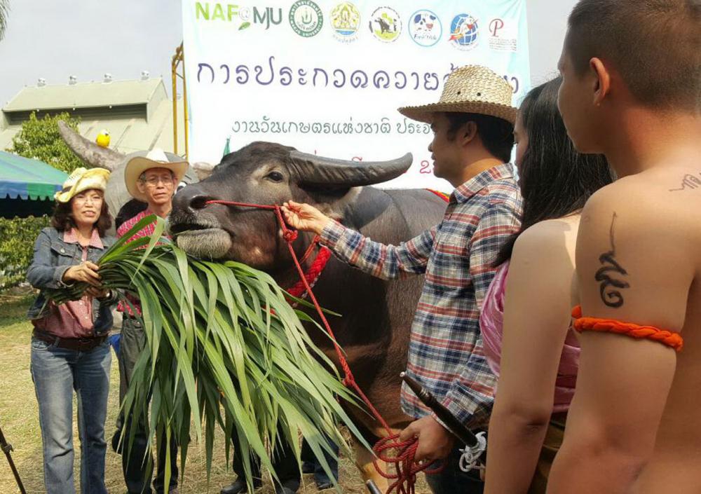 ป้อนหญ้าให้'ใบหยก'กิน ในงานประกวดควายล้านนา ครั้งที่1 2559