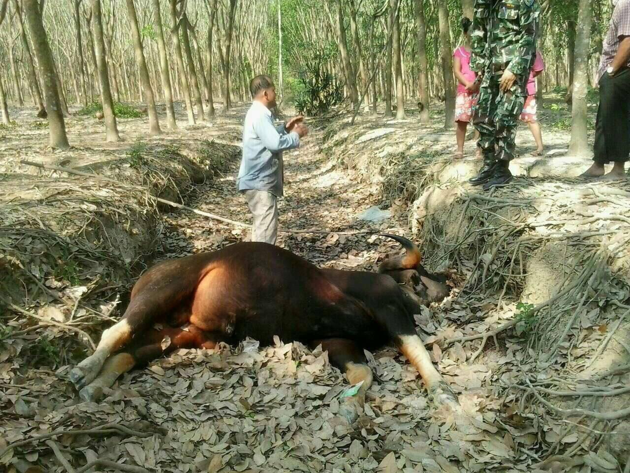 ซากกระทิงเพศผู้ อายุราว 9-10 ปี น้ำหนักประมาณ 700-800 กก.