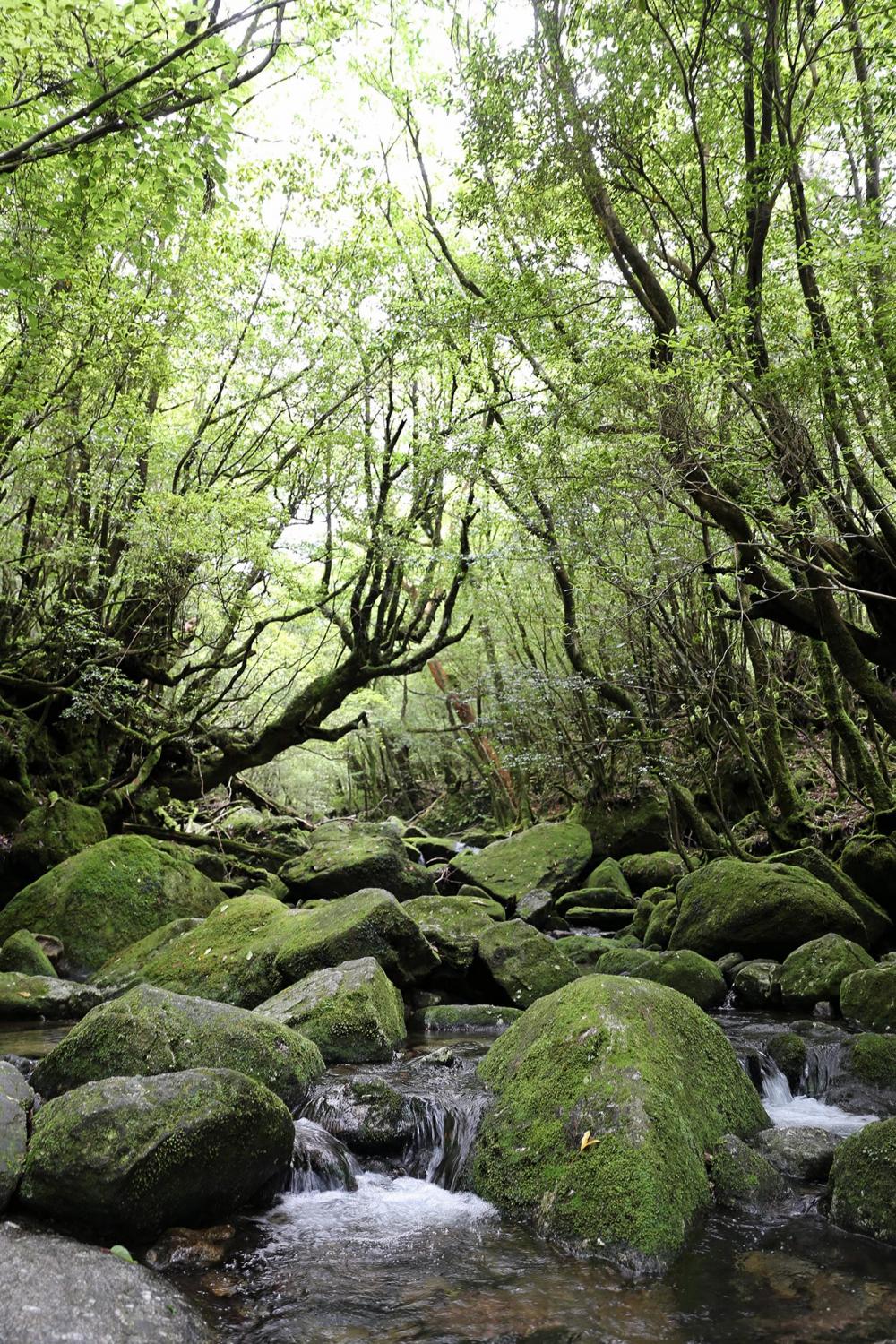 ธารน้ำในอุทยาน Shiratani.