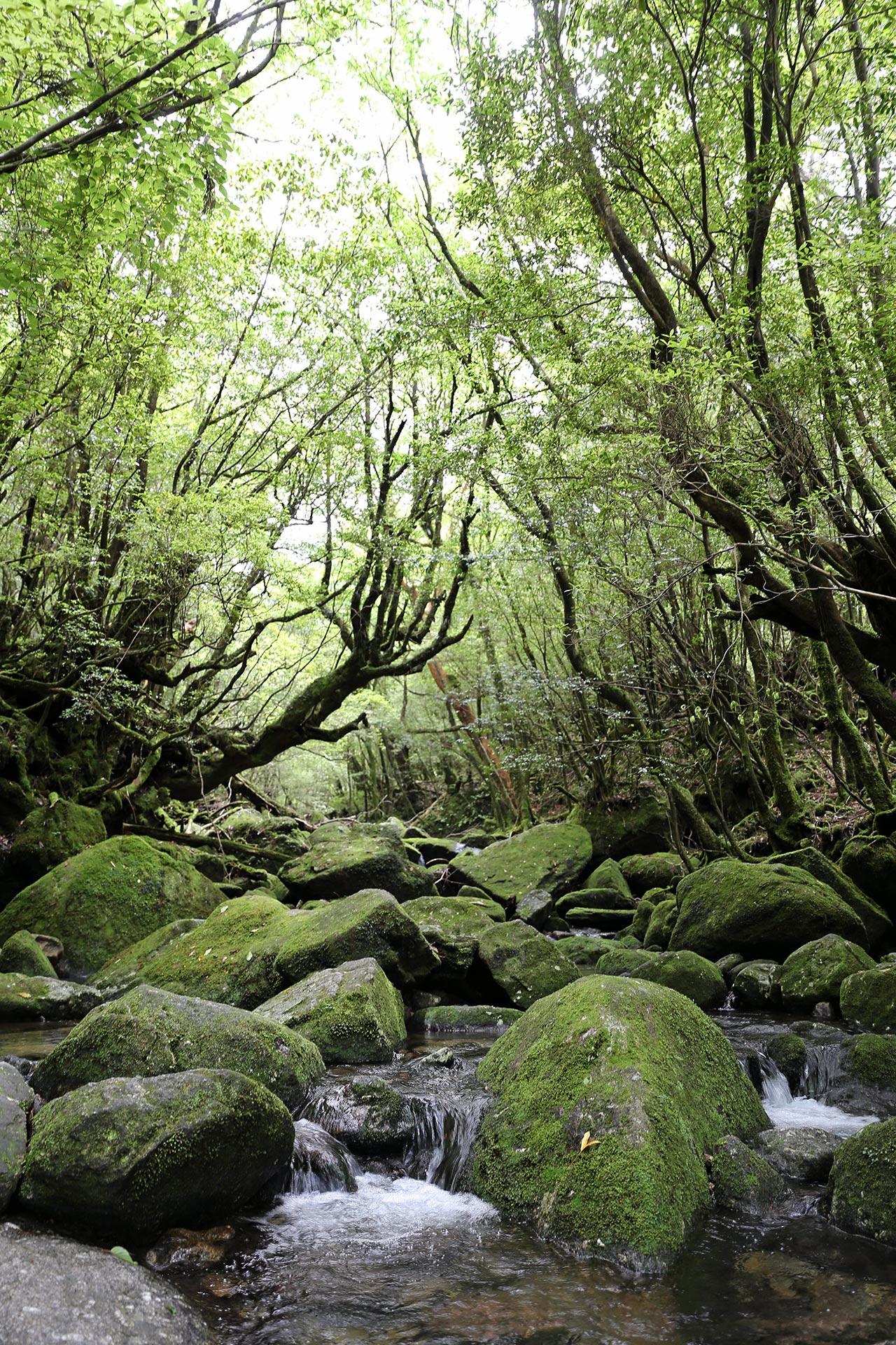 ธารน้ำในอุทยาน Shiratani.
