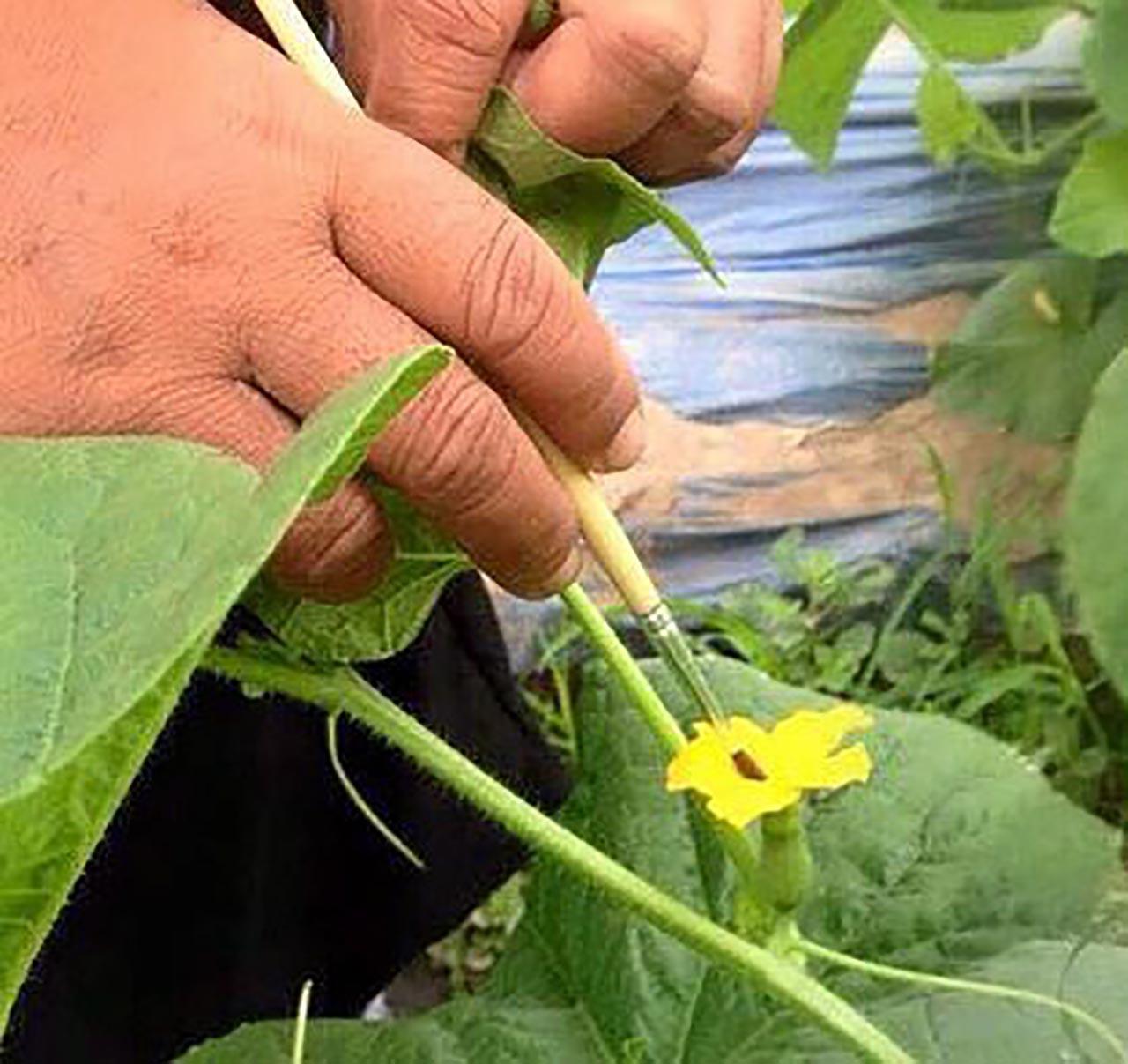 นำพู่กันเปื้อนเกสรตัวผู้มาสัมผัสผสมพันธุ์ดอกตัวเมีย.