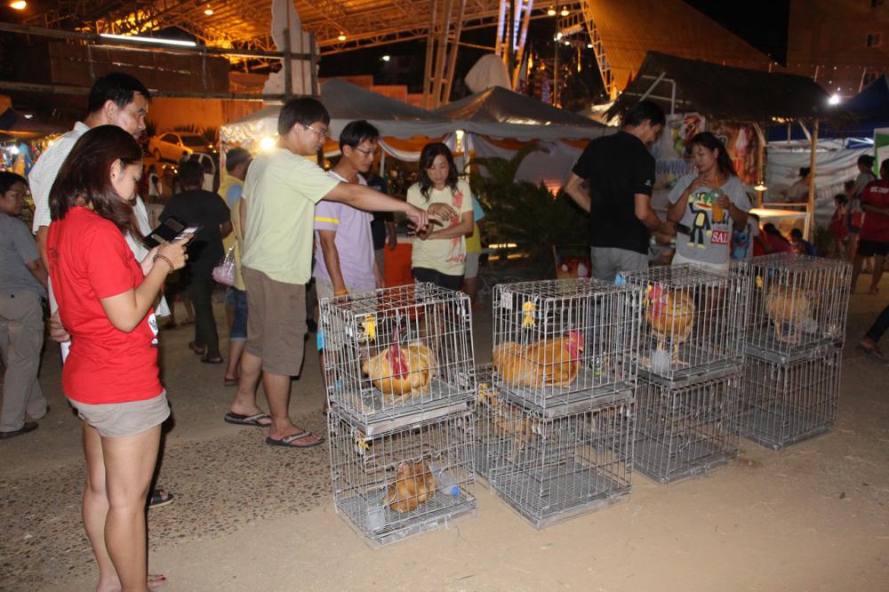ไก่เบตง มีขนสีเหลืองทอง หรือเหลืองอ่อนตลอดตัว ทั้งตัวผู้และตัวเมีย
