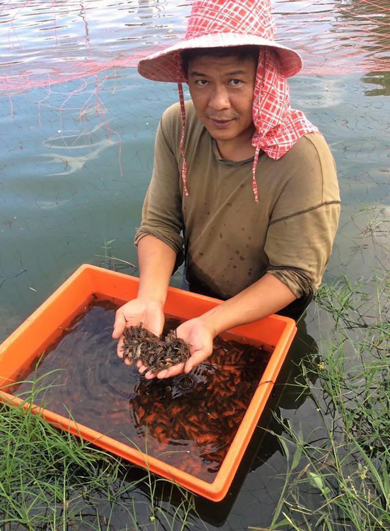 ปล่อยลูกพันธุ์กุ้งก้ามแดง