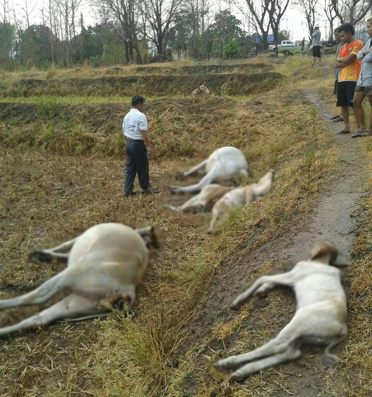พายุฤดูร้อน ฟ้าพิโรธ! ผ่าโดนวัวชาวบ้านตาย 4 ตัวกลางทุ่งที่ลำปาง