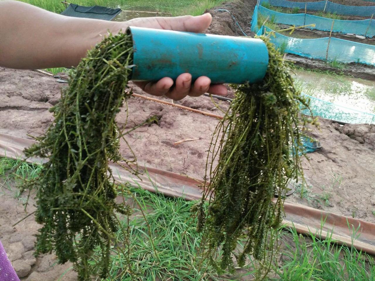 สาหร่ายในท่อพีวีซีอาหารกุ้งวัยอ่อนและพ่อแม่พันธุ์